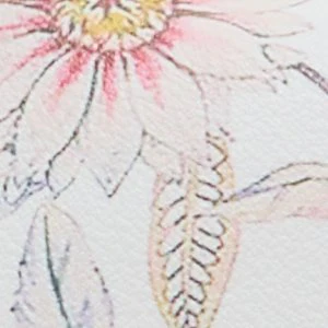 Aliciemini - Image 6