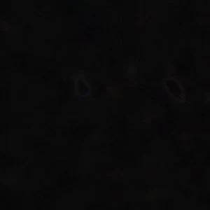 Begoniaa - Image 9
