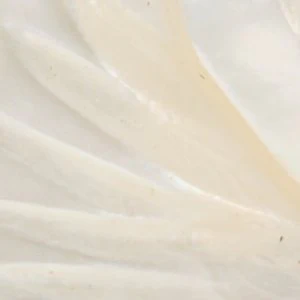 Camelliaa - Image 3