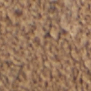Faro - Image 9