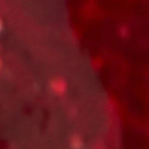 Loveinbloom - Image 2