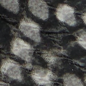 Magnus - Image 8