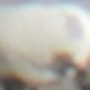 Nelig - Image 2