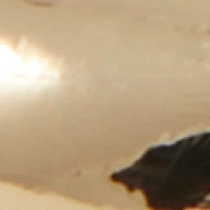 Peameth - Image 3