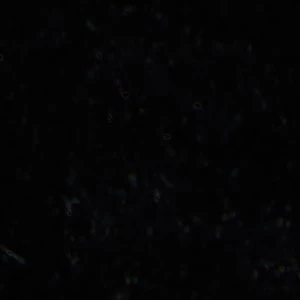 Starrie - Image 8