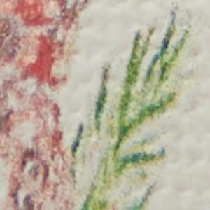 Wildflowers - Image 7
