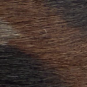 Zappa - Image 8
