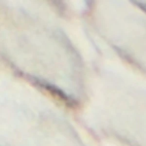 Zephyra - Image 8